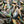 Load image into Gallery viewer, 3 DOZ Oysters + 7kg Mussel Delivery Box
