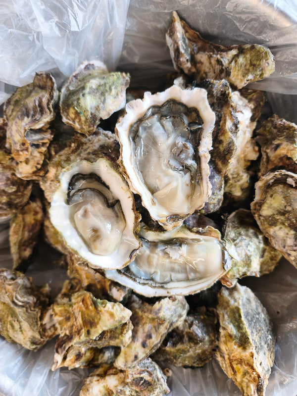 3 DOZ (36) Wholeshell Oysters + 6kg Mussel Delivery Box